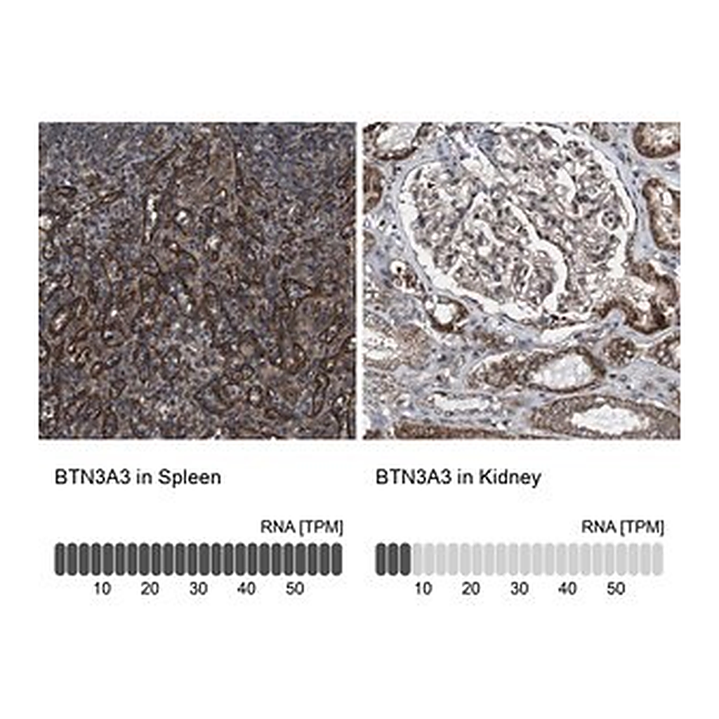 Merck Anti-BTN3A3 antibody produced in rabbit