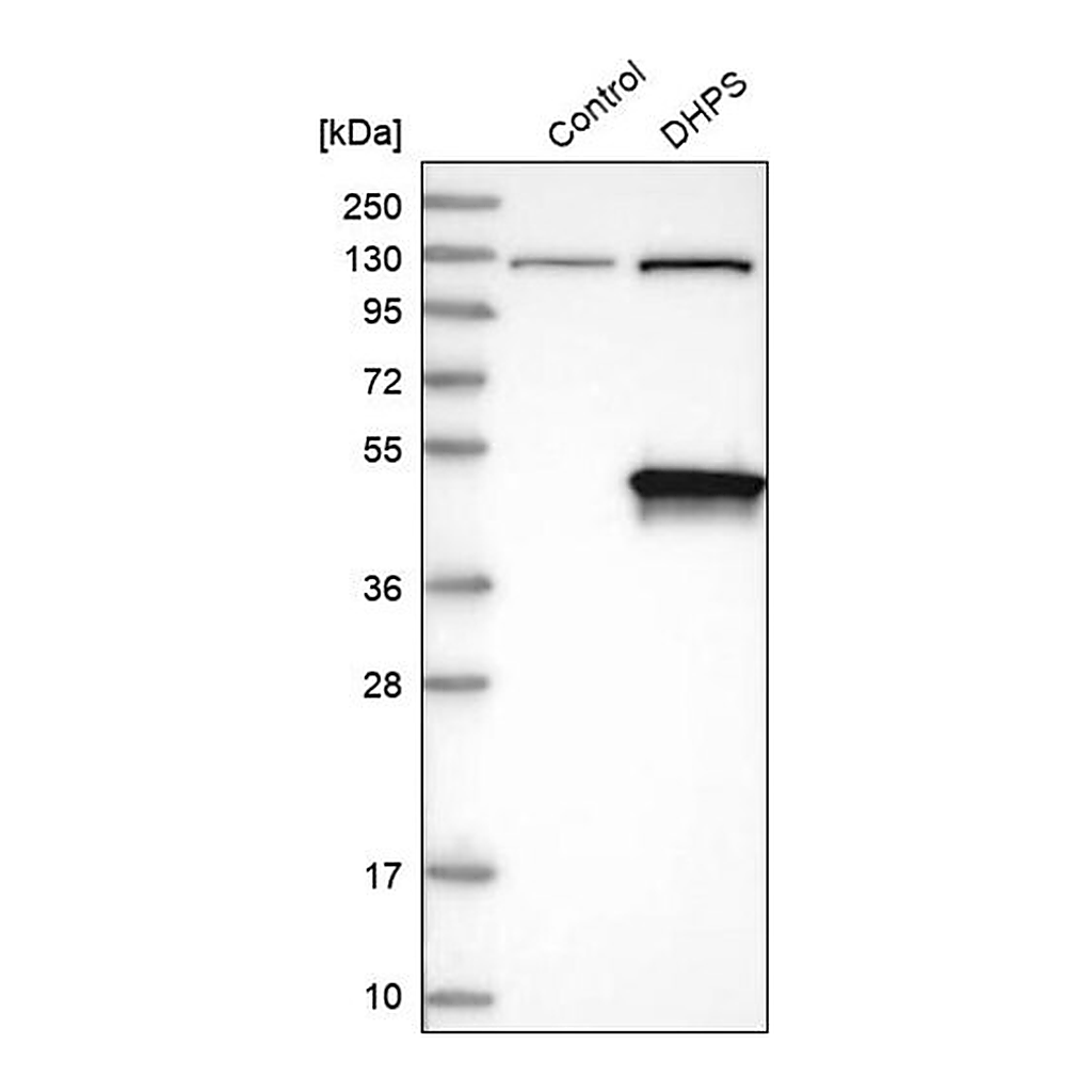Merck Anti-DHPS antibody produced in rabbit