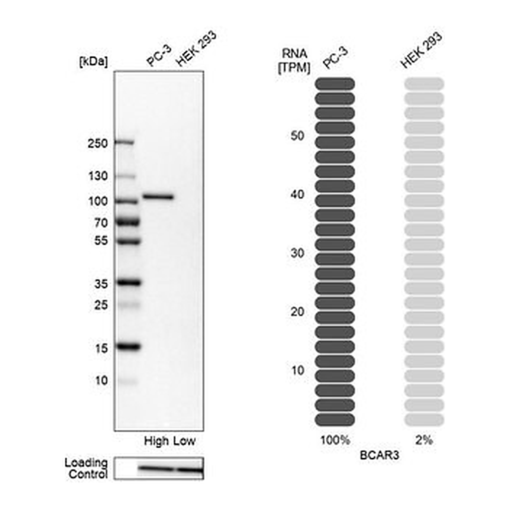 Merck Anti-BCAR3 antibody produced in rabbit