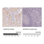 Merck Anti-SLC6A18 antibody produced in rabbit