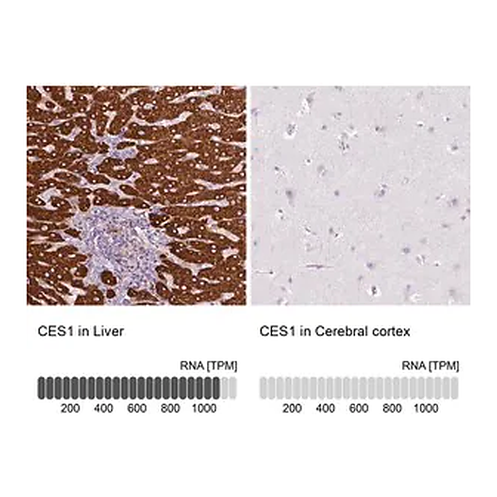 Merck Anti-CES1 antibody produced in rabbit