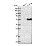 Merck Anti-FARS2 antibody produced in rabbit