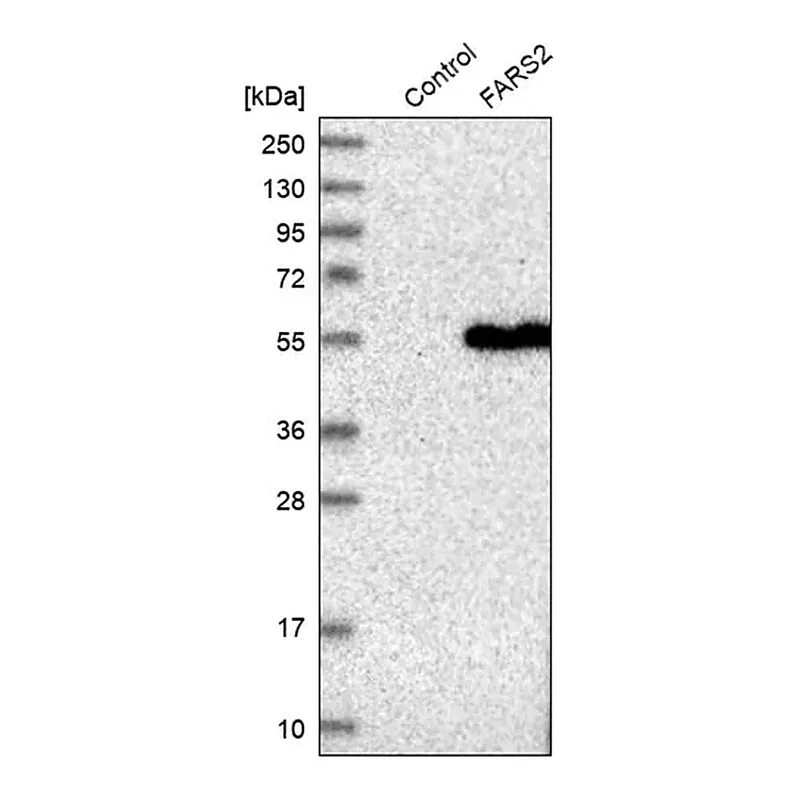 Merck Anti-FARS2 antibody produced in rabbit