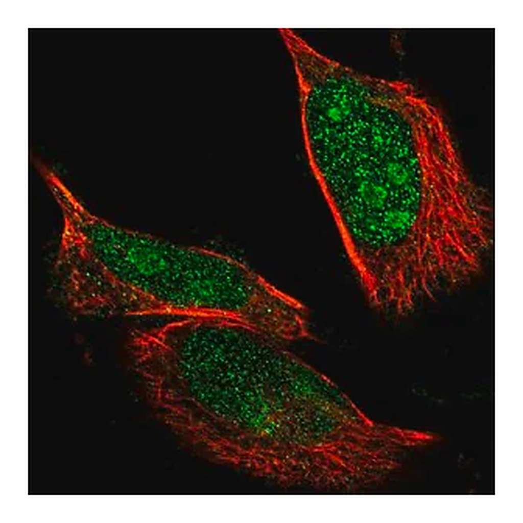 Merck Anti-NLK antibody produced in rabbit