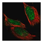 Merck Anti-NLK antibody produced in rabbit