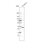 Merck Anti-TP53RK antibody produced in rabbit