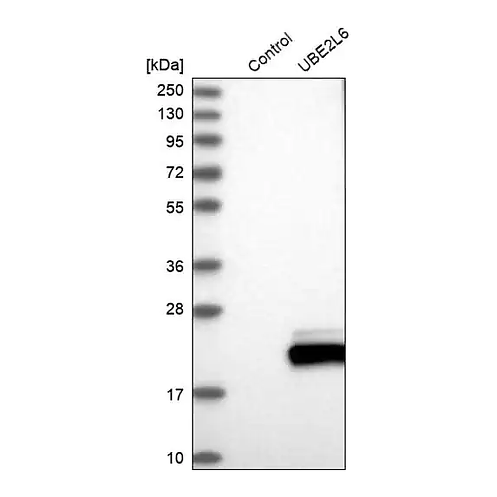 Merck Anti-UBE2L6 antibody produced in rabbit