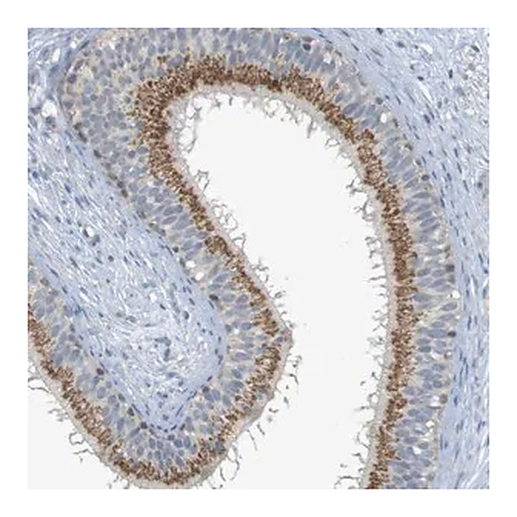 Merck Anti-YIPF3 antibody produced in rabbit