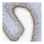 Merck Anti-YIPF3 antibody produced in rabbit
