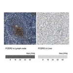 Merck Anti-FCER2 antibody produced in rabbit