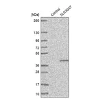 Merck Anti-SLC30A7 antibody produced in rabbit