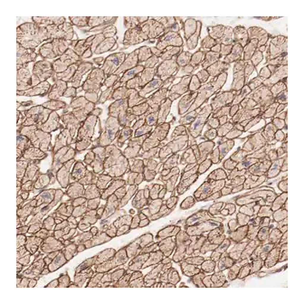 Merck Anti-MAGED4B antibody produced in rabbit
