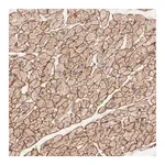 Merck Anti-MAGED4B antibody produced in rabbit