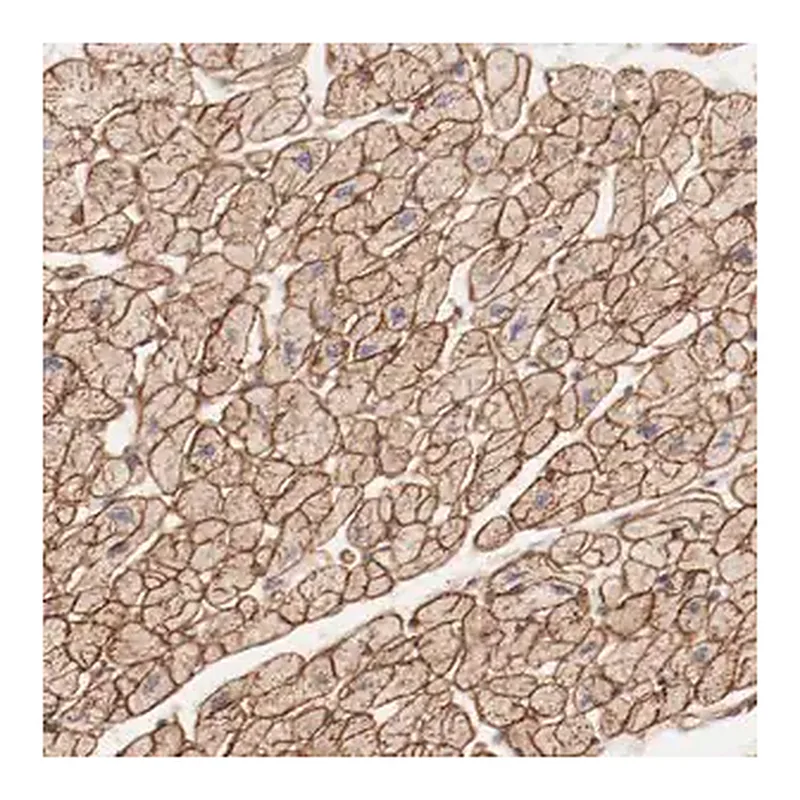 Merck Anti-MAGED4B antibody produced in rabbit