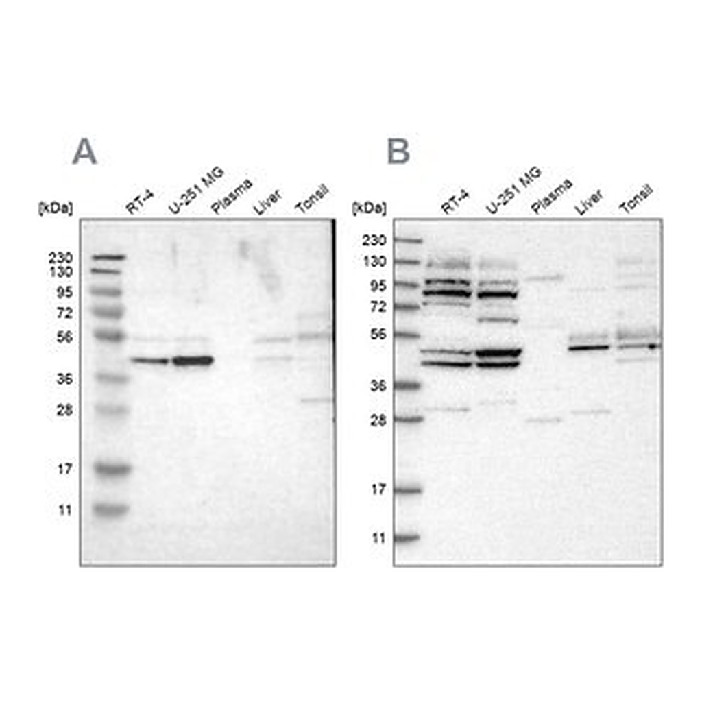 Merck Anti-WDR53 antibody produced in rabbit