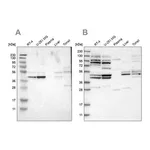 Merck Anti-WDR53 antibody produced in rabbit