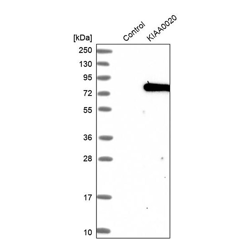 Merck Anti-PUM3 antibody produced in rabbit
