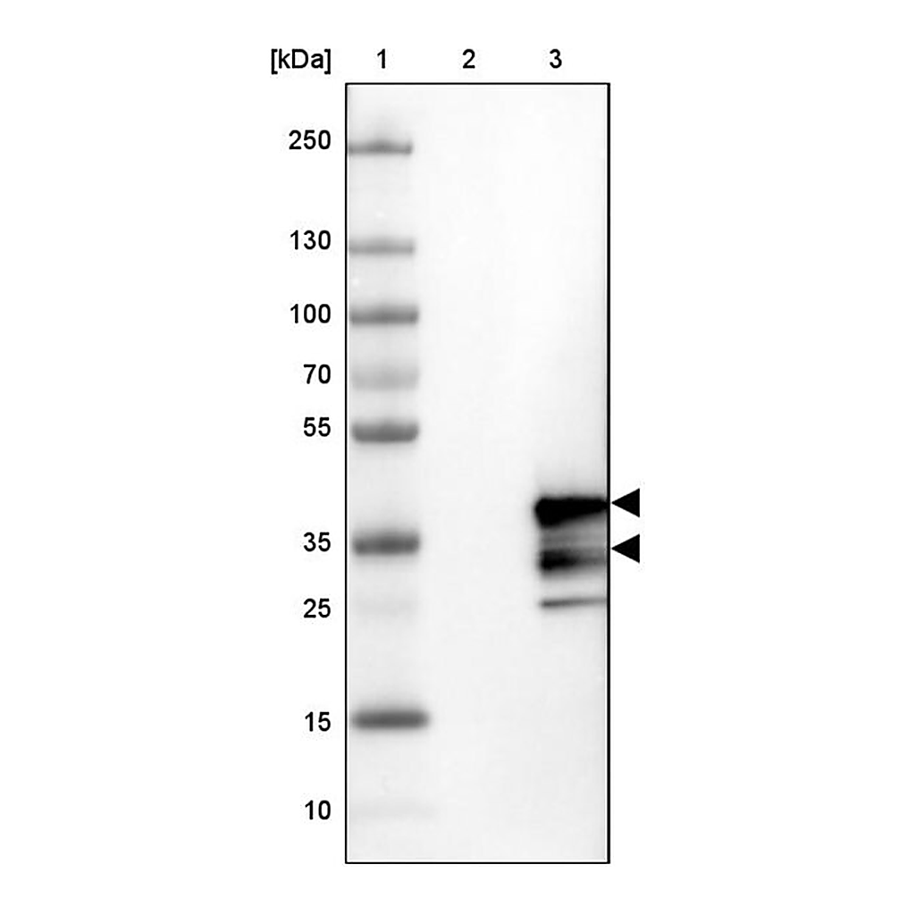 Merck Anti-CHMP3 antibody produced in rabbit