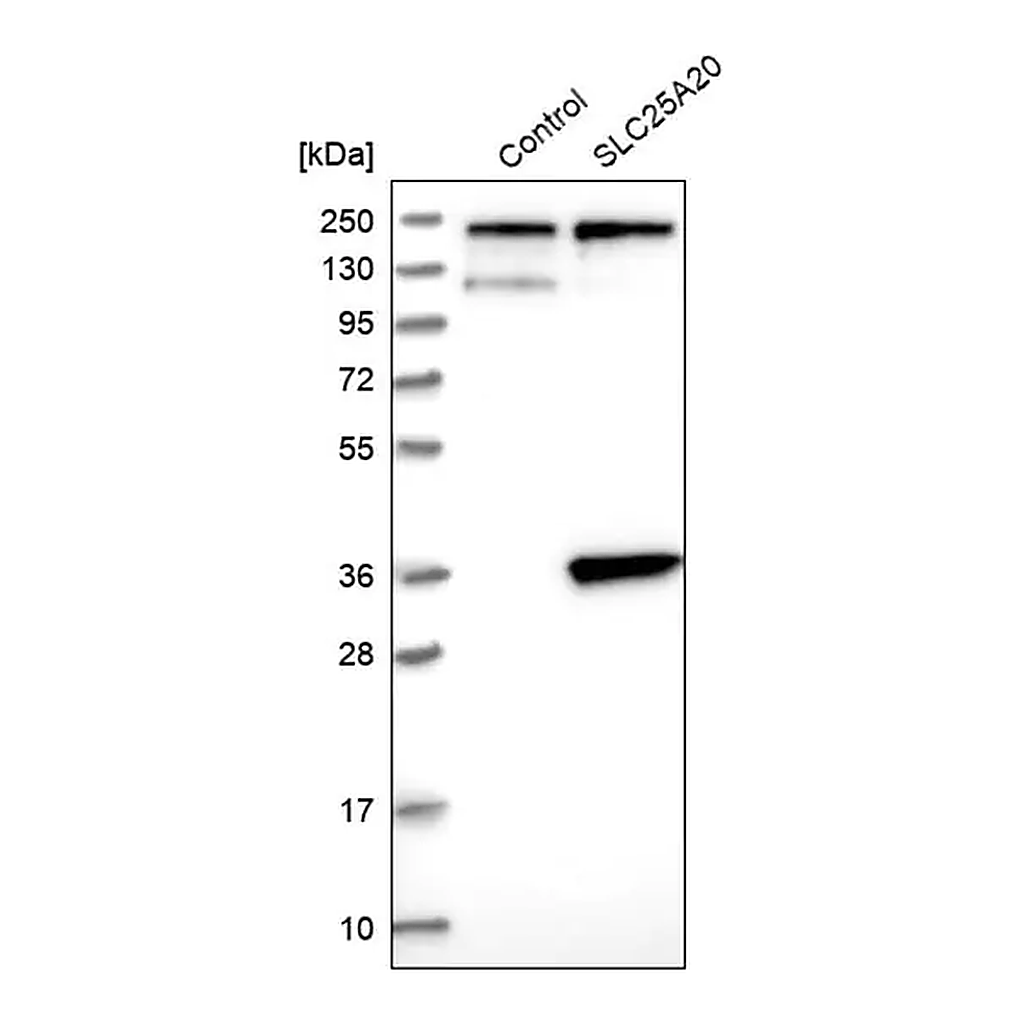 Merck Anti-SLC25A20 antibody produced in rabbit