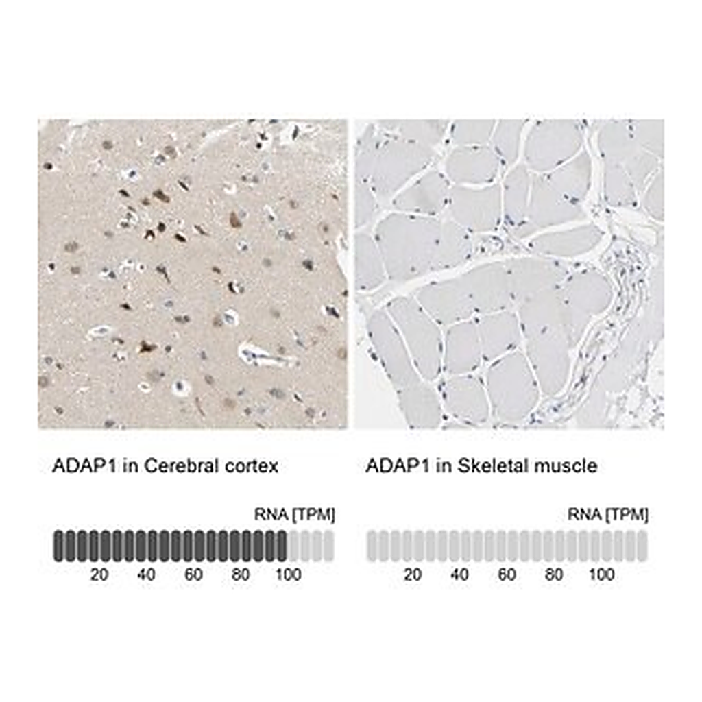 Merck Anti-ADAP1 antibody produced in rabbit