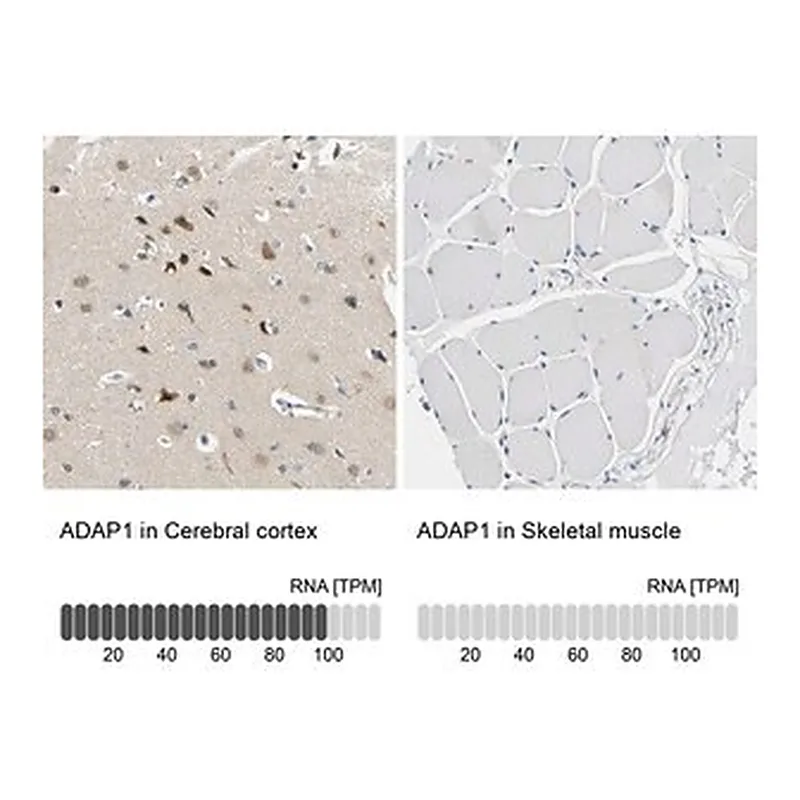 Merck Anti-ADAP1 antibody produced in rabbit