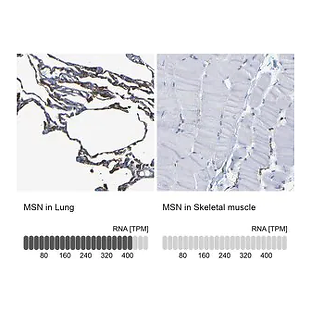Merck Anti-MSN antibody produced in rabbit