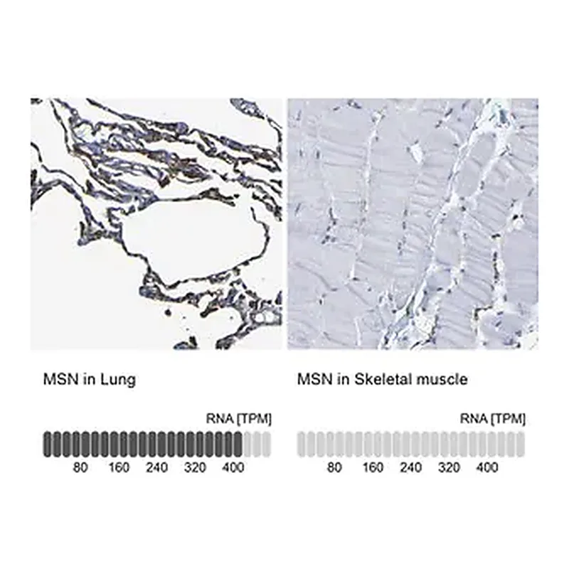 Merck Anti-MSN antibody produced in rabbit