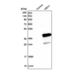 Merck Anti-MEA1 antibody produced in rabbit