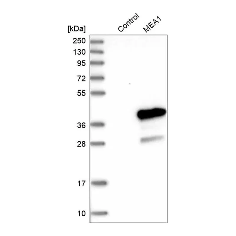Merck Anti-MEA1 antibody produced in rabbit