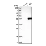 Merck Anti-TIMD4 antibody produced in rabbit