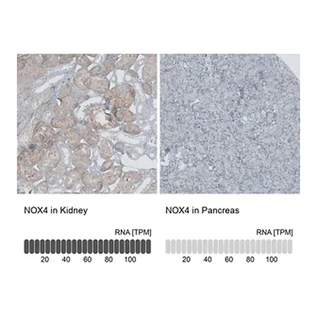 Merck Anti-NOX4 antibody produced in rabbit
