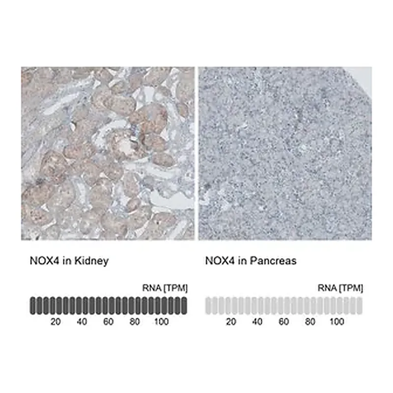 Merck Anti-NOX4 antibody produced in rabbit