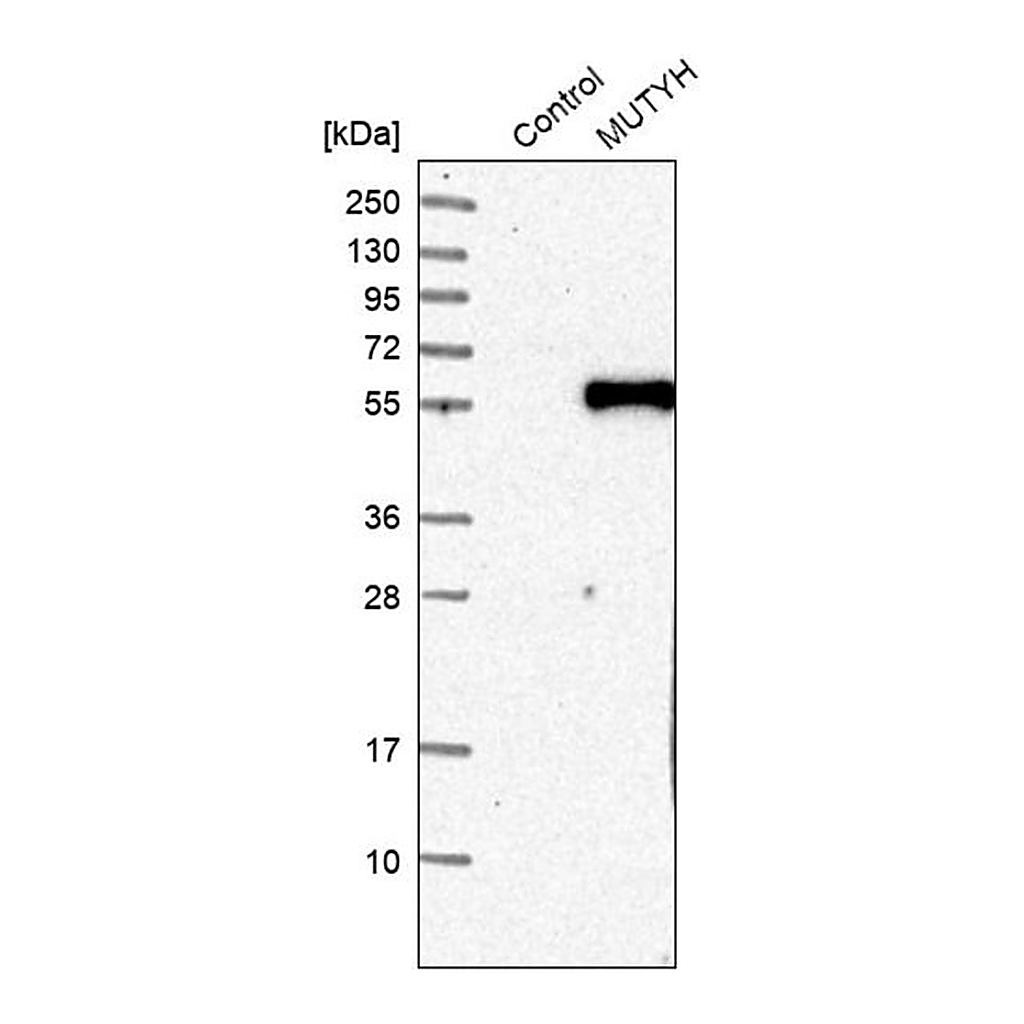 Merck Anti-MUTYH antibody produced in rabbit