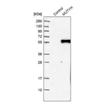 Merck Anti-MUTYH antibody produced in rabbit