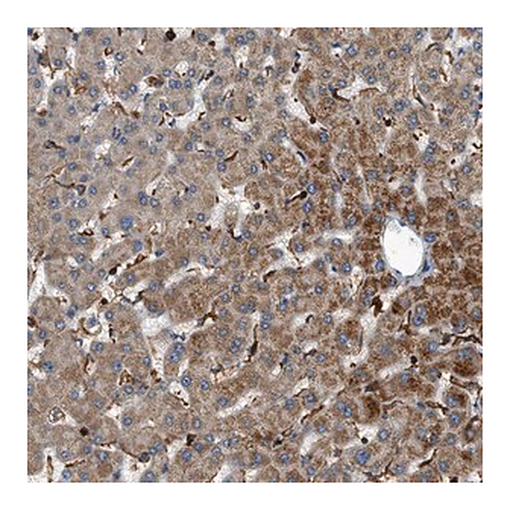 Merck Anti-DHODH antibody produced in rabbit