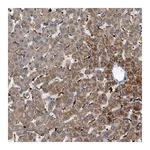 Merck Anti-DHODH antibody produced in rabbit