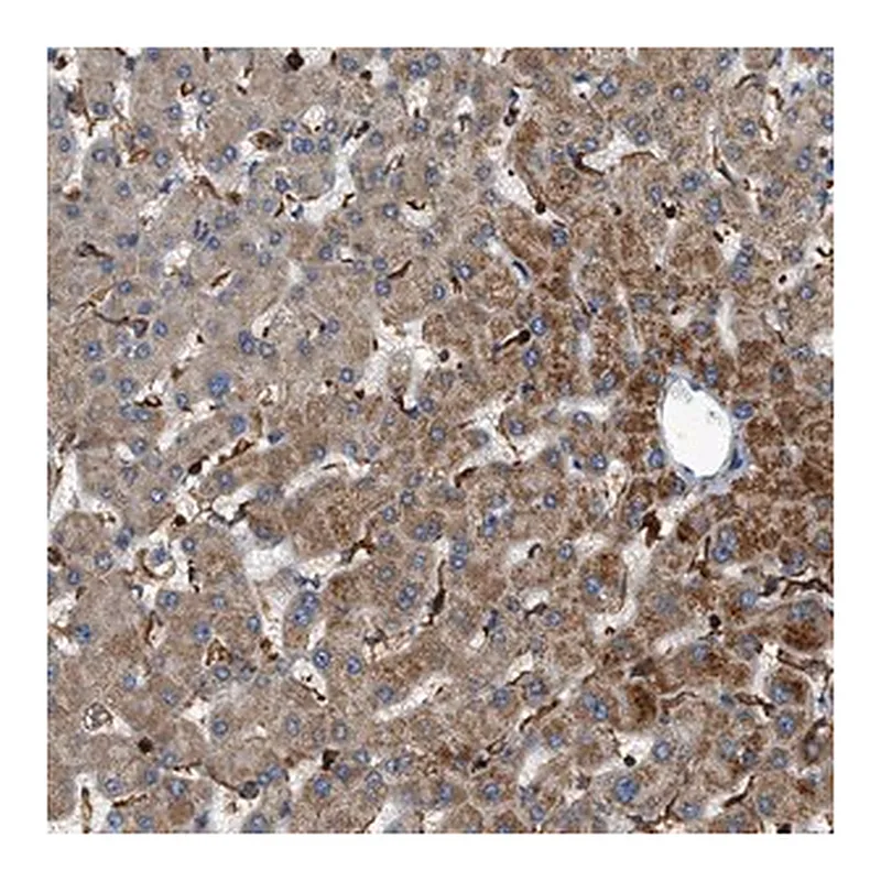 Merck Anti-DHODH antibody produced in rabbit
