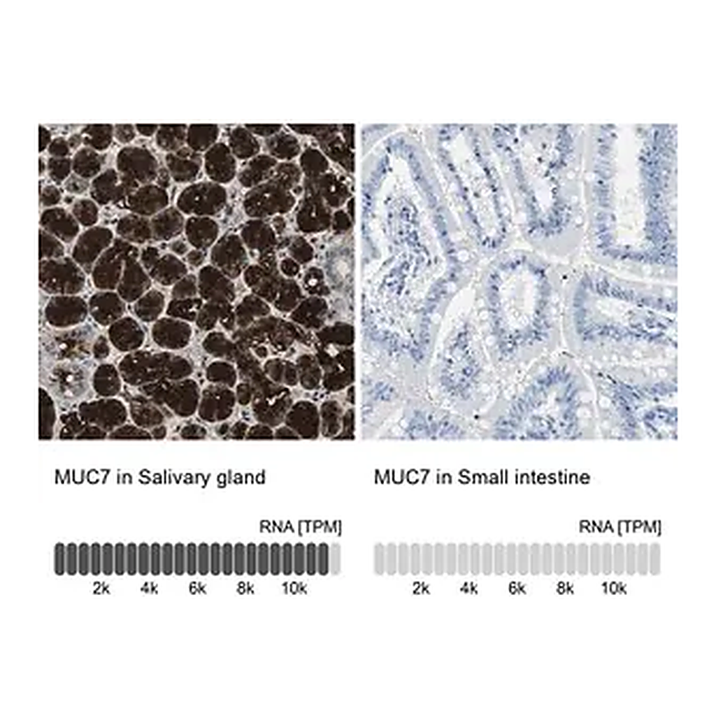 Merck Anti-MUC7 antibody produced in rabbit