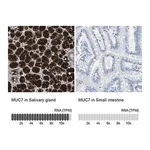 Merck Anti-MUC7 antibody produced in rabbit