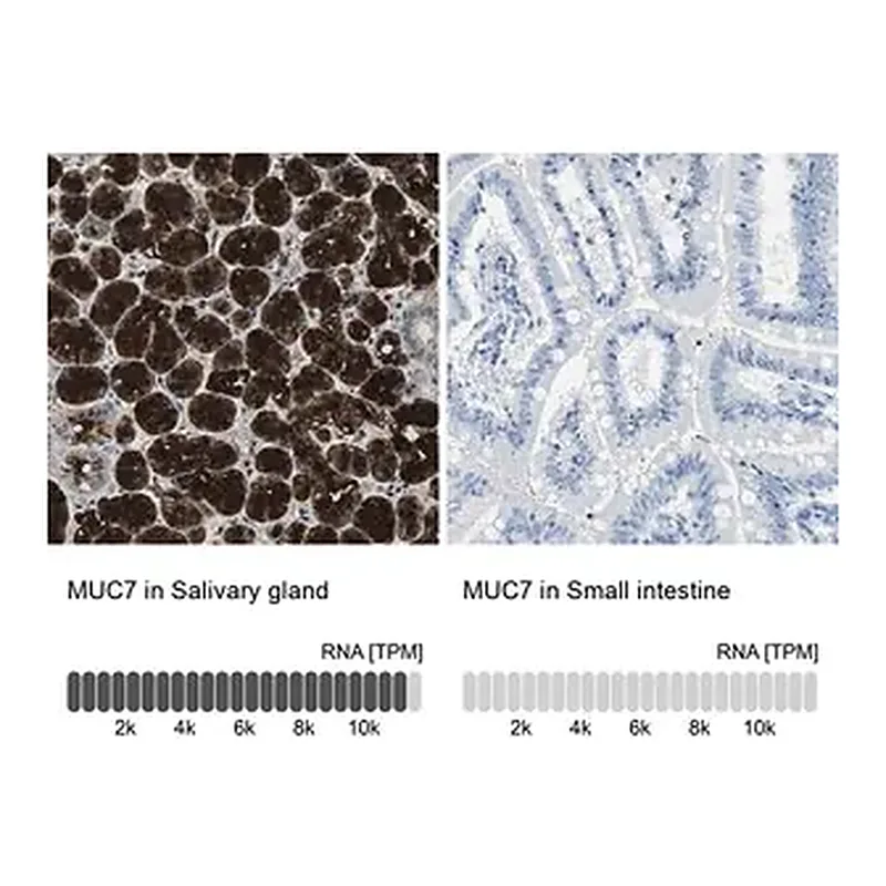 Merck Anti-MUC7 antibody produced in rabbit