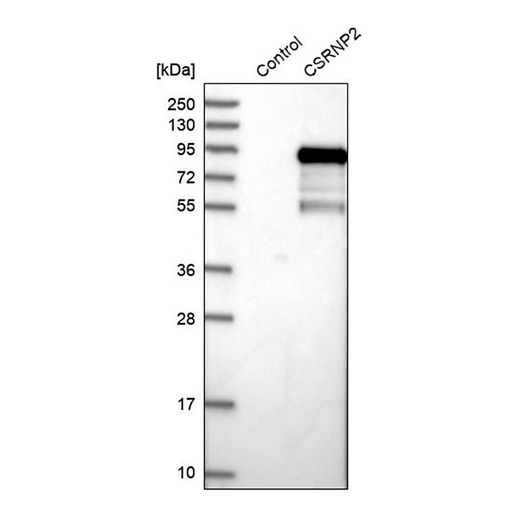 Merck Anti-CSRNP2 antibody produced in rabbit
