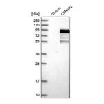 Merck Anti-CSRNP2 antibody produced in rabbit