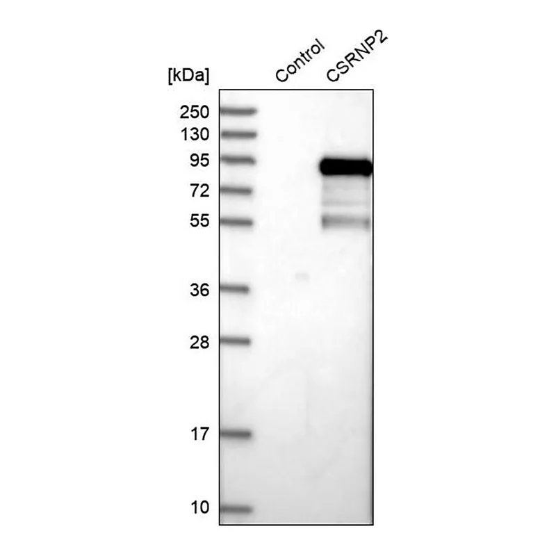 Merck Anti-CSRNP2 antibody produced in rabbit