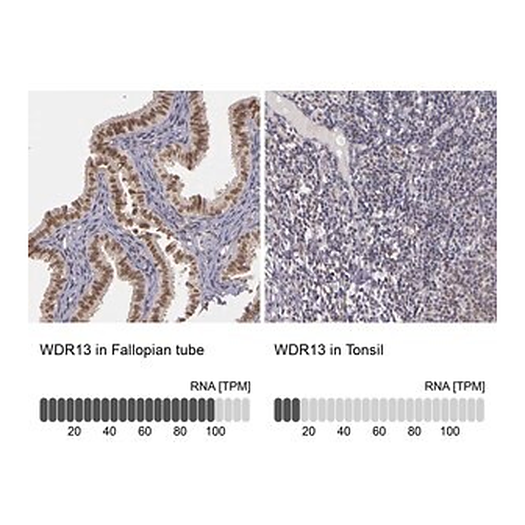 Merck Anti-WDR13 antibody produced in rabbit