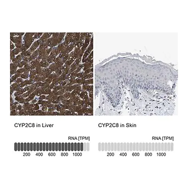 Merck Anti-CYP2C8 antibody produced in rabbit