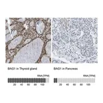 Merck Anti-BAG1 antibody produced in rabbit
