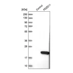 Merck Anti-PDZD11 antibody produced in rabbit