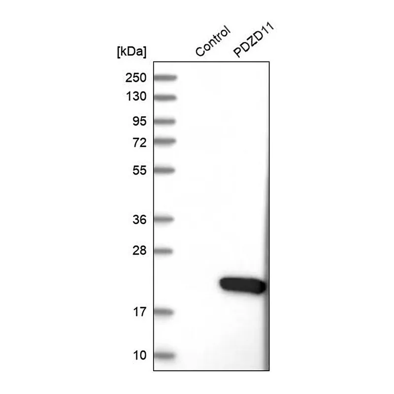 Merck Anti-PDZD11 antibody produced in rabbit