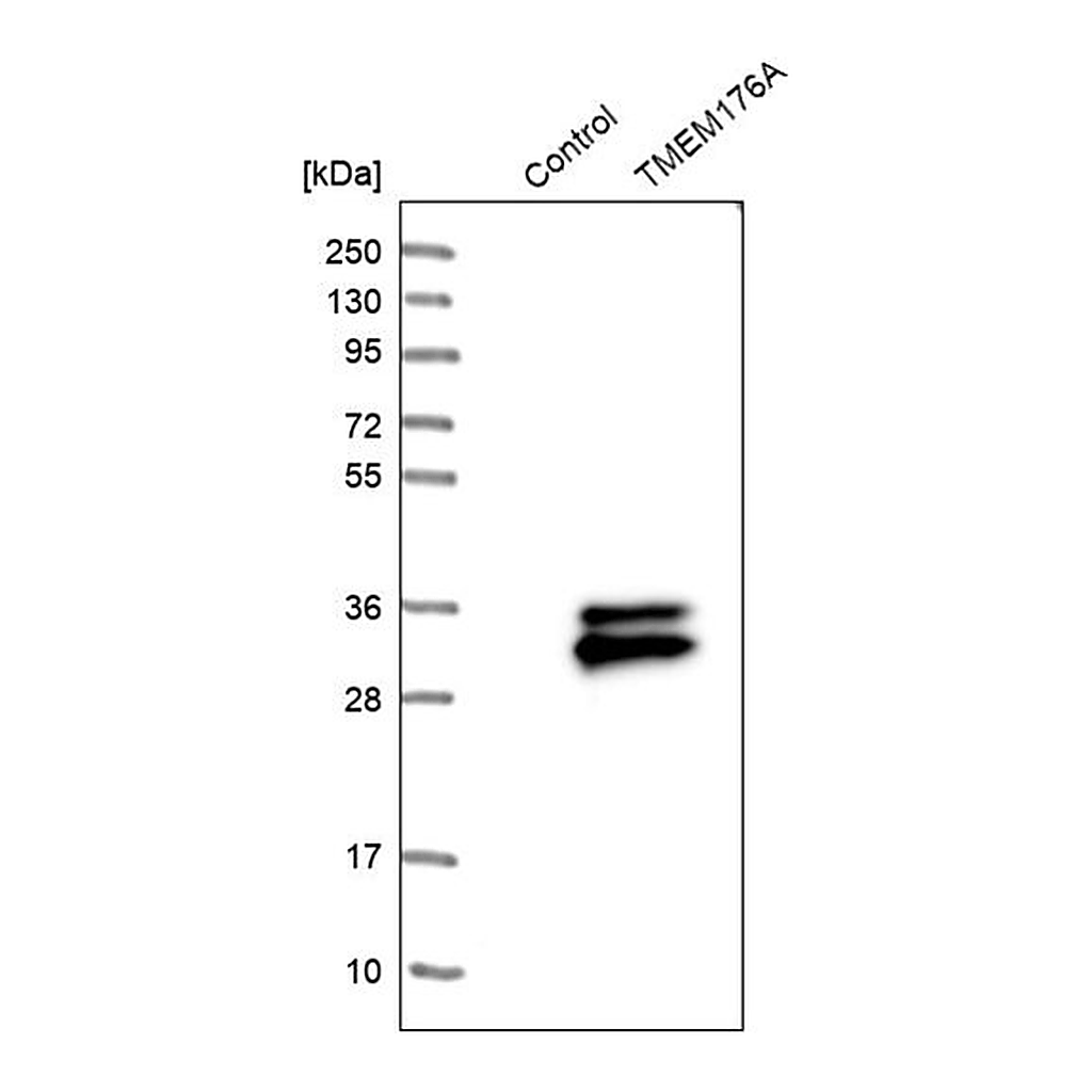 Merck Anti-TMEM176A antibody produced in rabbit