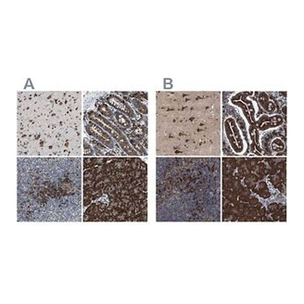 Merck Anti-UGGT1 antibody produced in rabbit
